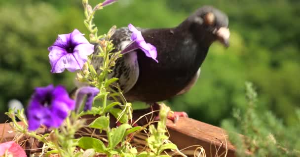 Eine Taube Pickt Auf Einem Balkon Vor Der Kulisse Eines — Stockvideo