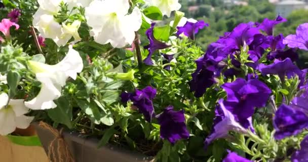 Box Balcone Con Petunia Viola Rosa Bianca Sullo Sfondo Una — Video Stock
