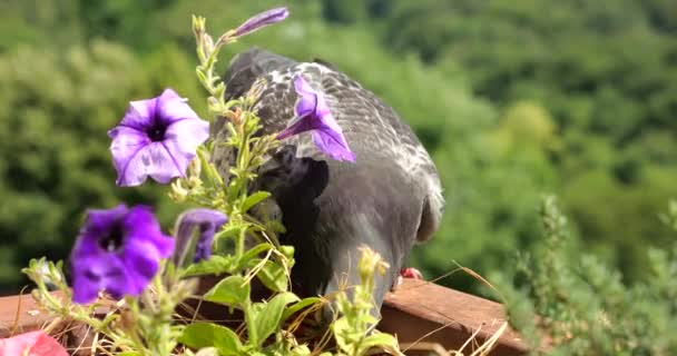 Pigeon Pecks Grain Pot Purple Petunias Balcony Backdrop Green Summer — Stock Video