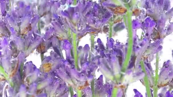 Hava Kabarcıklarında Altında Lavanta Çiçekleri — Stok video