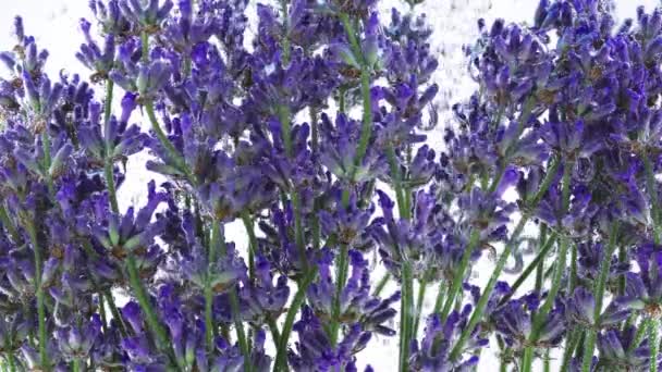 Lavendel Blommor Vattnet Luftbubblor — Stockvideo