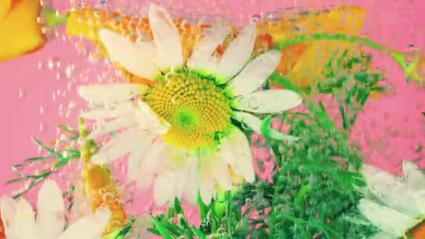 Αγροτεμάχιο Αγριολούλουδα Καλοκαίρι Υποβρύχια Φυσαλίδες Αέρα Χαμομήλι Κίτρινο Παπαρούνα Ροζ — Αρχείο Βίντεο