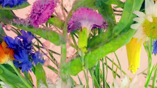 Pole Dzikie Letnie Kwiaty Pod Wodą Pęcherzyki Powietrza Rumianek Chaber — Wideo stockowe