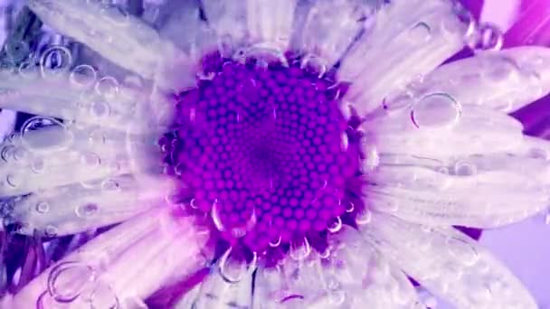 Pole Dzikie Lato Rumianek Kwiaty Pod Wodą Pęcherzyki Powietrza — Wideo stockowe