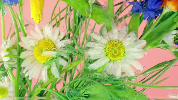 野外野花在水下的空气气泡 洋甘菊 玉米花 黄色罂粟 粉红的背景 — 图库视频影像