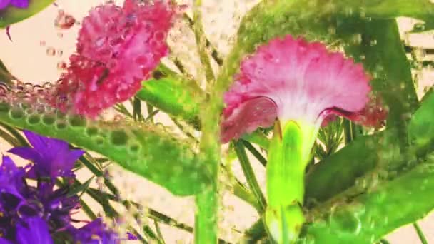 Campo Flores Verão Selvagens Subaquáticas Bolhas Cornflower Cravo Fundo Rosa — Vídeo de Stock