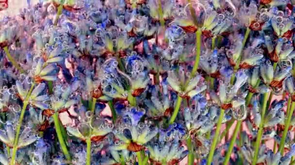 Лаванда Цветы Водой Пузырьках Воздуха Розовом Фоне — стоковое видео