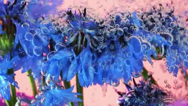 Feld Wilde Sommerblumen Kornblumen Unter Wasser Luftblasen Auf Rosa Hintergrund — Stockvideo