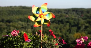 Balkon petunya çiçekleri arasında gökyüzü ve ormanın arka planına karşı gökkuşağı renklerinin fırıldağı. LGBT renk kavramı.