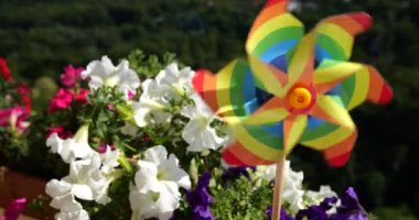 Balkon petunya çiçekleri arasındaki gökkuşağı renklerinin fırıldağı ormanın arka planına karşı. LGBT renk kavramı.