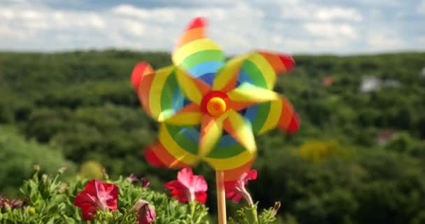 Pinwheel Των Χρωμάτων Ουράνιο Τόξο Μεταξύ Των Λουλουδιών Μπαλκόνι Πετούνια — Αρχείο Βίντεο