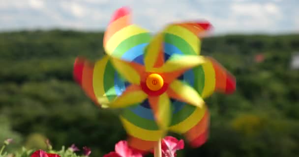 Roata Culori Curcubeu Printre Florile Petuniei Balcon Fundalul Pădurii Cerului — Videoclip de stoc