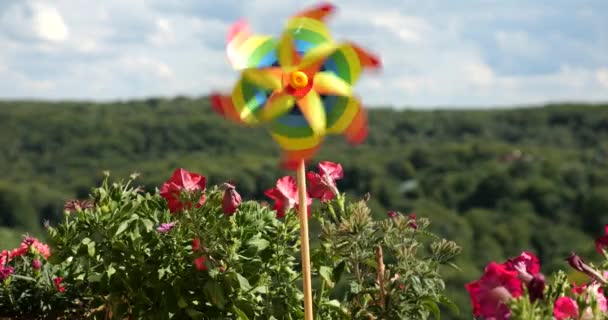 Pinwheel Rainbow Colors Balcony Petunia Flowers Backdrop Forest Sky Lgbt — Stock Video