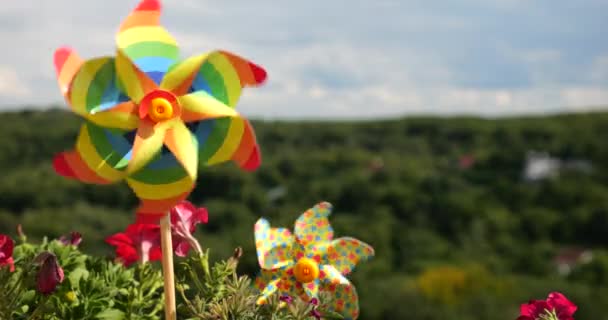 在阳台上的花盆中 彩虹色的松轮映衬着森林和天空的背景 Lgbt色彩概念 — 图库视频影像