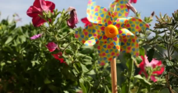 Molinete Con Corazones Multicolores Entre Las Flores Del Balcón Petunia — Vídeos de Stock
