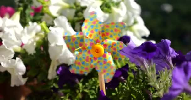 Pinwheel Wielobarwnych Serc Wśród Kwiatów Balkonu Petunii Tle Lasu — Wideo stockowe
