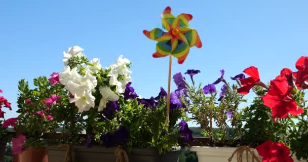 Balkon Petunya Çiçekleri Arasında Gökyüzüne Karşı Gökkuşağı Renginde Fırıldak Lgbt — Stok video