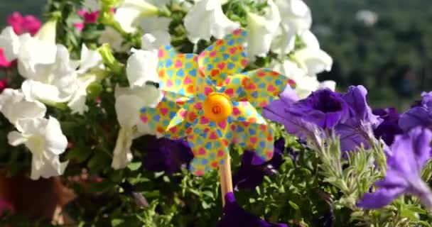 Pinwheel Com Corações Multicoloridos Entre Flores Varanda Petúnia Contra Pano — Vídeo de Stock