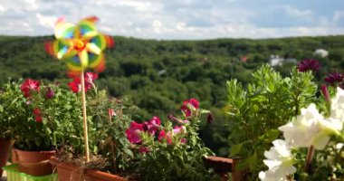 Balkon petunya çiçekleri arasında gökyüzü ve ormanın arka planına karşı gökkuşağı renklerinin fırıldağı. LGBT renk kavramı.
