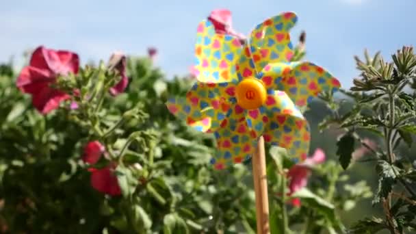 Pinwheel Com Corações Coloridos Entre Flores Petúnia Varanda Contra Céu — Vídeo de Stock