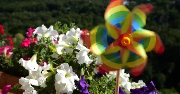 Balkon Petunya Çiçekleri Arasındaki Gökkuşağı Renklerinin Fırıldağı Ormanın Arka Planına — Stok video