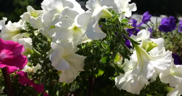 Pembe Mor Beyaz Petunyalı Balkon Kutusu Güneşli Yaz Gününde Yeşil — Stok video