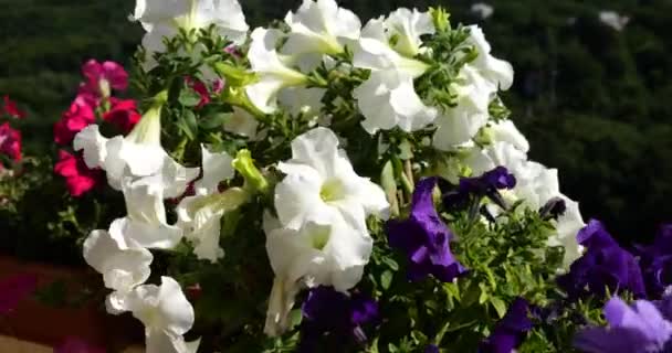 Caja Balcón Con Petunia Rosa Púrpura Blanca Sobre Telón Fondo — Vídeos de Stock