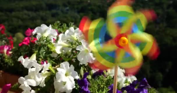Pinwheel Kolorów Tęczy Wśród Kwiatów Petunii Balkon Tle Lasu Koncepcja — Wideo stockowe