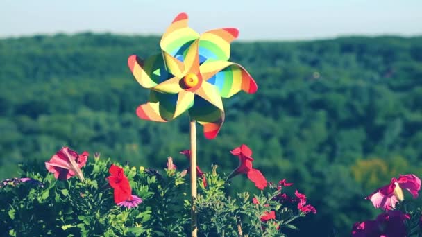 Pinwheel Cores Arco Íris Entre Flores Petúnias Varanda Contra Pano — Vídeo de Stock
