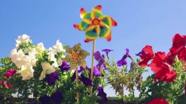 Balkon petunya çiçekleri arasında gökyüzüne karşı gökkuşağı renginde fırıldak. LGBT renk kavramı.
