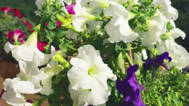 Balcony Box Pink Purple White Petunia Backdrop Green Forest Sunny — Stock Video