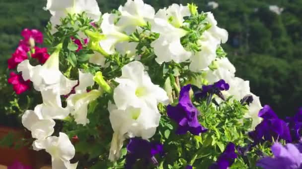 Pembe Mor Beyaz Petunyalı Balkon Kutusu Güneşli Yaz Gününde Yeşil — Stok video