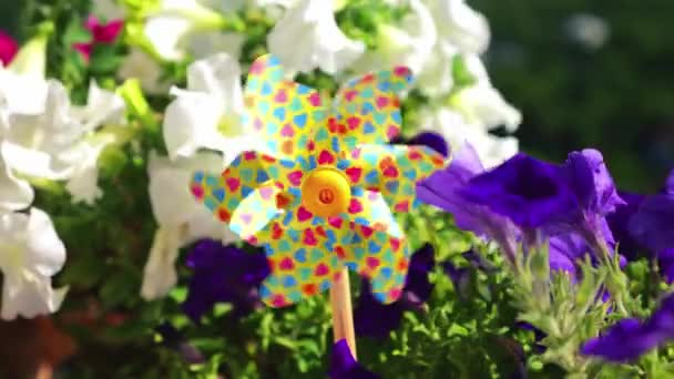 Pinwheel Com Corações Multicoloridos Entre Flores Varanda Petúnia Contra Pano — Vídeo de Stock