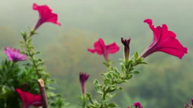 Petunya çiçekleri sabah sisi ve yeşil ormanın arka planında.
