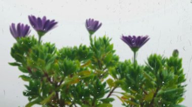 Osteospermum çiçeği, penceredeki yağmur damlalarının arasından sabah sisinin arka planına karşı. Pencerenin dışına yağmur yağar ve bardağa su damlatır..