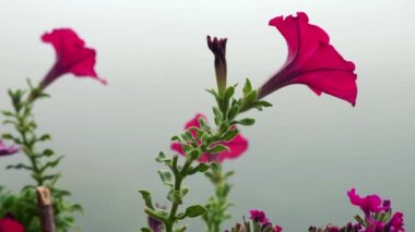 Petunya çiçekleri sabah sisinin arkasında.