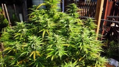 Güneşli bir evin avlusunda marihuana bitkisi çalısı.