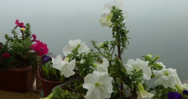 Sabah sisinin arka planında pembe, mor ve beyaz petunya çiçekleriyle balkon kutuları.
