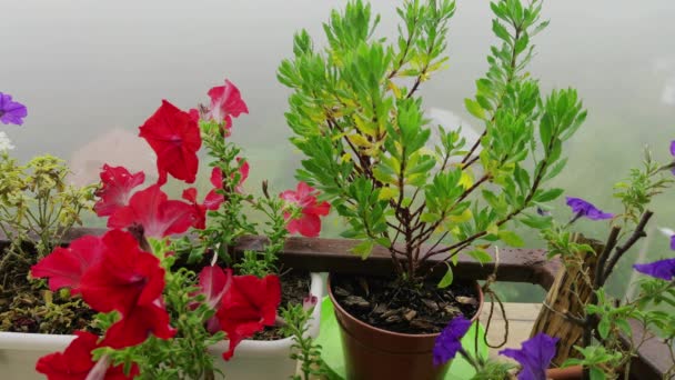 Caixas Varanda Com Flores Petúnia Rosa Roxa Osteospermum Contra Fundo — Vídeo de Stock