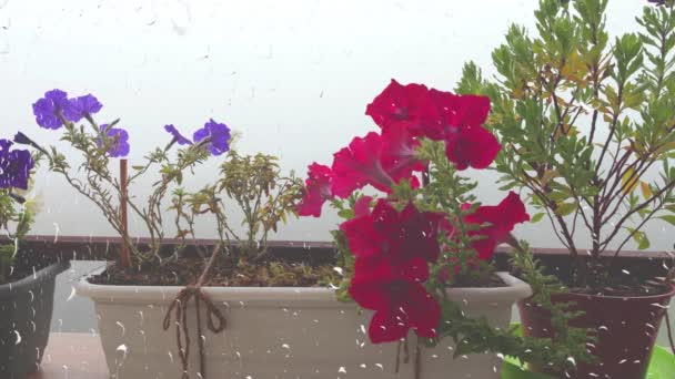 ピンクと紫色のペチュニアの花とオステスパーマのバルコニーボックスは 窓の雨を介して朝霧の背景に対して 窓の外の雨とガラスの水滴 — ストック動画