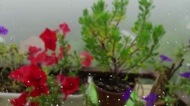 Balkon Dozen Met Roze Paarse Petunia Bloemen Osteospermum Tegen Achtergrond — Stockvideo