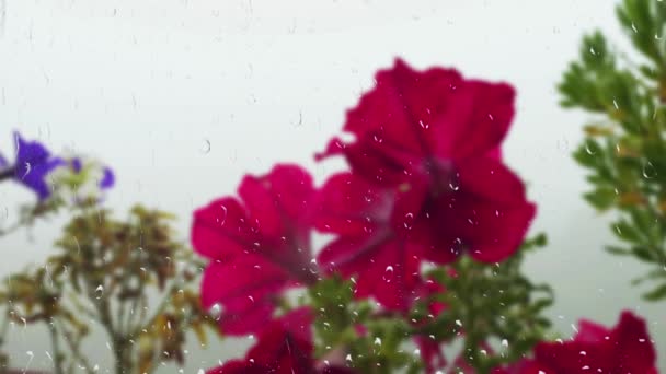 Petunien Blühen Vor Dem Hintergrund Des Morgennebels Durch Regentropfen Fenster — Stockvideo