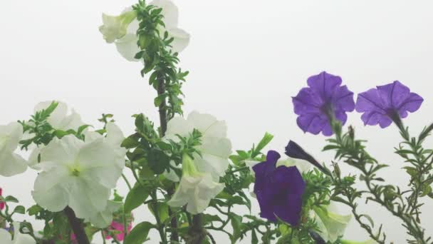Цветы Петунии Фоне Утреннего Тумана — стоковое видео