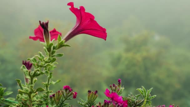 Petunia Flowers Background Morning Fog Green Forest — Stock Video