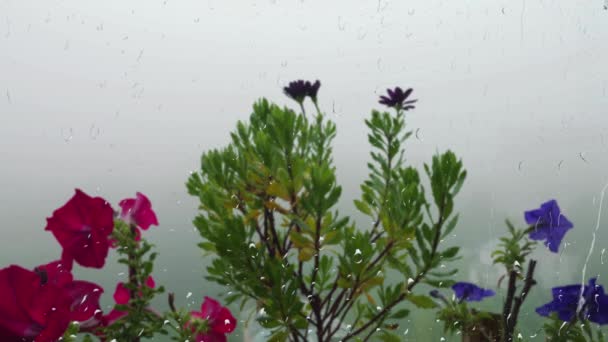 Petunya Osteospermum Çiçekleri Sabah Sisinin Arka Planında Penceredeki Yağmur Damlalarının — Stok video