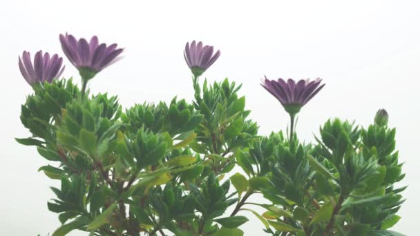 Цветки Остеоспермамумы Фоне Утреннего Тумана — стоковое видео
