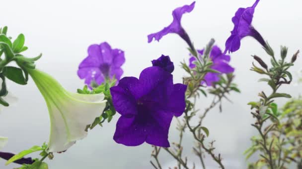 Цветы Петунии Фоне Утреннего Тумана — стоковое видео