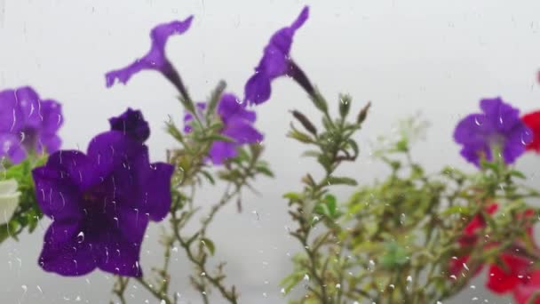 Petunia Bloemen Tegen Achtergrond Van Ochtendmist Door Regendruppels Het Raam — Stockvideo