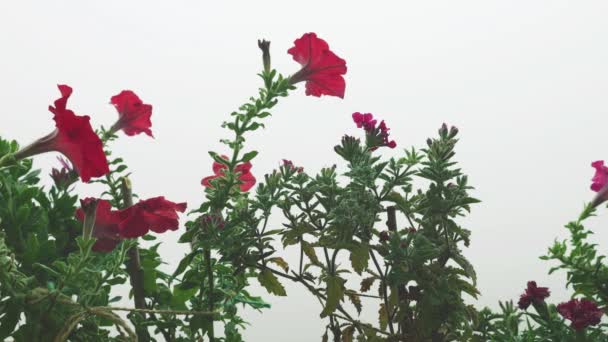 Petunia Fiori Sullo Sfondo Della Nebbia Mattutina — Video Stock