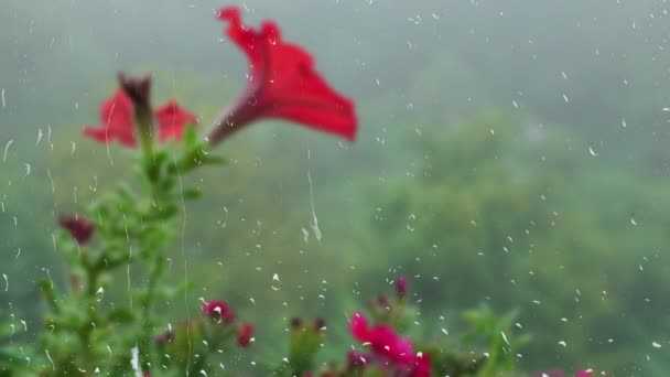 Petunia Flowers Background Morning Fog Green Forest Raindrops Window Rain — Stock Video